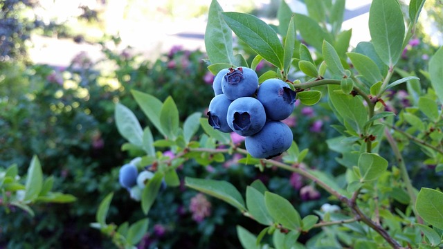 rubel-blueberry-2918485_640